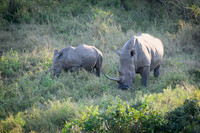Rhinoceros-2025_07_01-1967-2