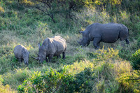 Rhinoceros-2025_07_01-1983-2