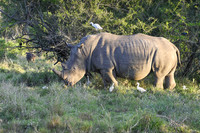 Rhinoceros-2025_07_04-2341-2