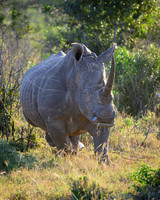 Rhinoceros-2025_07_04-2349-2