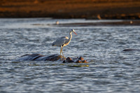 Hippopotamus-2025_06_25-9223