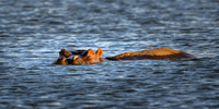 Hippopotamus-2025_06_25-9072