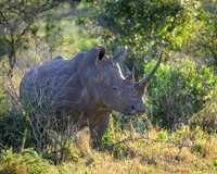Rhinoceros-2025_07_04-2344-2
