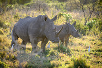 Rhinoceros-2025_07_04-2400-2
