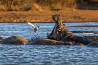 Hippopotamus-2025_06_25-9111