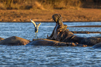 Hippopotamus-2025_06_25-9112