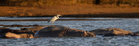 Hippopotamus-2025_06_25-9177