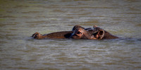 Hippopotamus-2025_06_27-9665