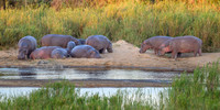 Hippopotamus-2025_06_26-0570