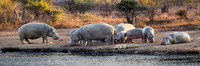 Hippopotamus-2025_06_26-0564