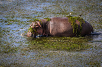 Hippopotamus-2025_06_27-9951