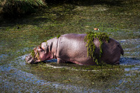Hippopotamus-2025_06_27-9961