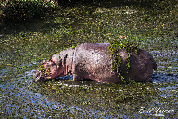 Hippopotamus-2025_06_27-9961