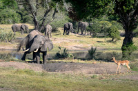 Elephants at the Mudhole-2025_07_06-2758