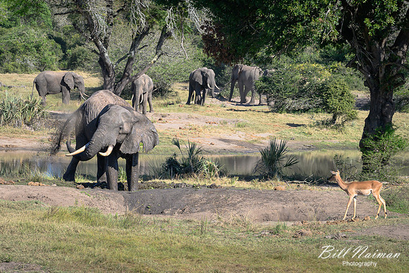 Elephants at the Mudhole-2025_07_06-2758