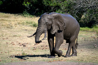 Elephants at the Mudhole-2025_07_06-3138