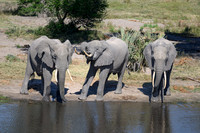 Elephants at the Mudhole-2025_07_06-3111