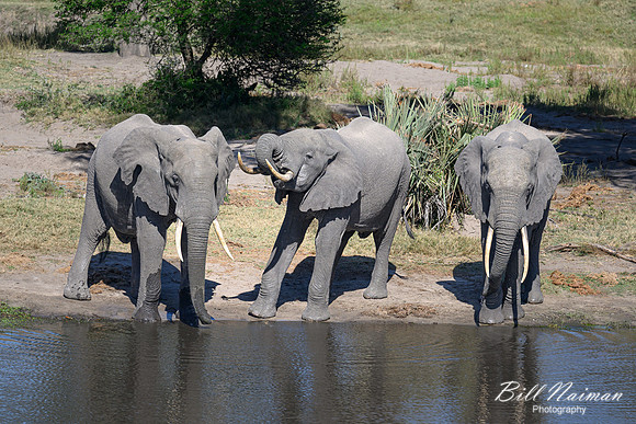Elephants at the Mudhole-2025_07_06-3111