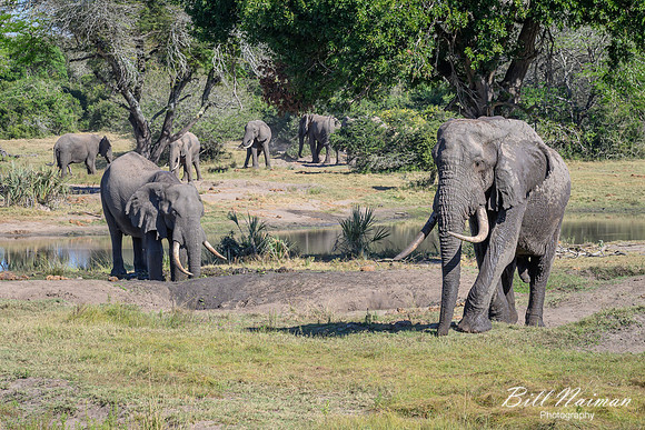 Elephants at the Mudhole-2025_07_06-2752