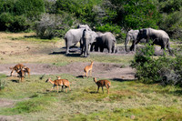 Elephants at the Mudhole-2025_07_06-2714