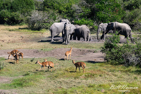 Elephants at the Mudhole-2025_07_06-2714