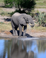 Elephants at the Mudhole-2025_07_06-3217