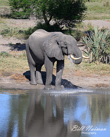 Elephants at the Mudhole-2025_07_06-3217