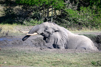 Elephants at the Mudhole-2025_07_06-3178
