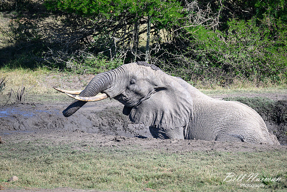 Elephants at the Mudhole-2025_07_06-3178