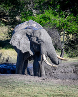 Elephants at the Mudhole-2025_07_06-3266