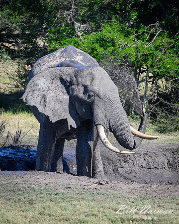 Elephants at the Mudhole-2025_07_06-3266
