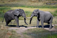 Elephants Jousting-2025_07_06-3390