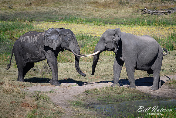 Elephants Jousting-2025_07_06-3390