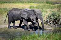 Elephants at the Mudhole-2025_07_06-3281