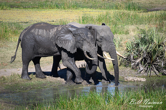 Elephants at the Mudhole-2025_07_06-3281