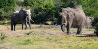 Elephants at the Mudhole-2025_07_06-3790