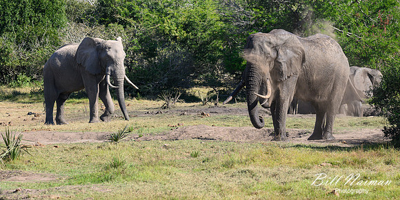 Elephants at the Mudhole-2025_07_06-3790