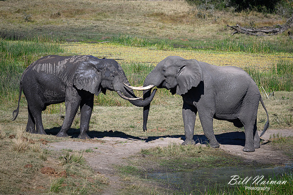 Elephants Jousting-2025_07_06-3394