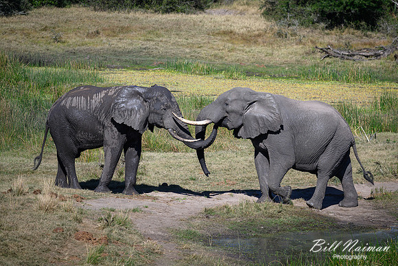 Elephants Jousting-2025_07_06-3397