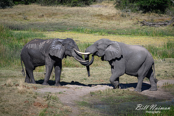 Elephants Jousting-2025_07_06-3398