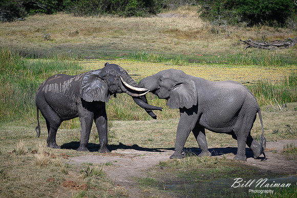 Elephants Jousting-2025_07_06-3401