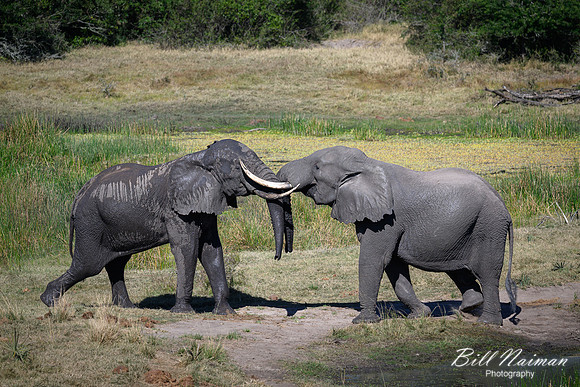 Elephants Jousting-2025_07_06-3403