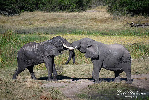 Elephants Jousting-2025_07_06-3405