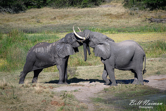 Elephants Jousting-2025_07_06-3421