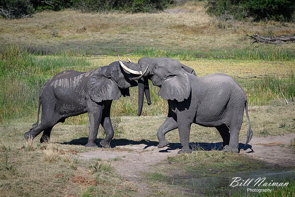 Elephants Jousting-2025_07_06-3425
