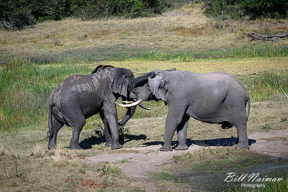 Elephants Jousting-2025_07_06-3449