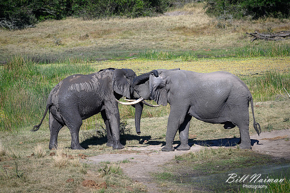 Elephants Jousting-2025_07_06-3447
