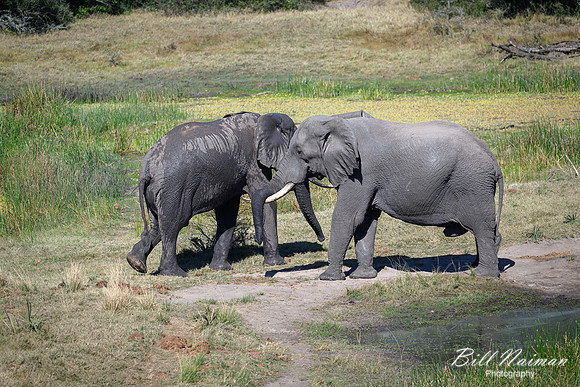 Elephants Jousting-2025_07_06-3451