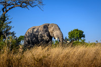 Elephants on the Savannah-2025_06_26-9534
