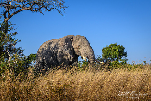Elephants on the Savannah-2025_06_26-9534